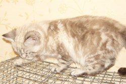 кот.jpg