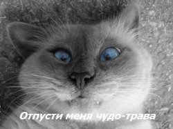 травка.JPG